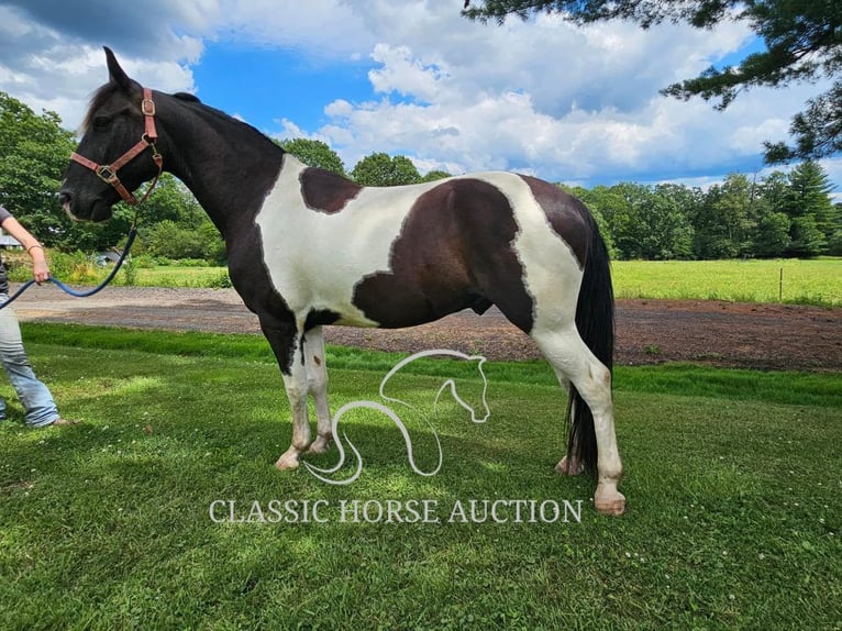 Tennessee walking horse Caballo castrado 8 años 142 cm Tobiano-todas las-capas in Tionesta, PA