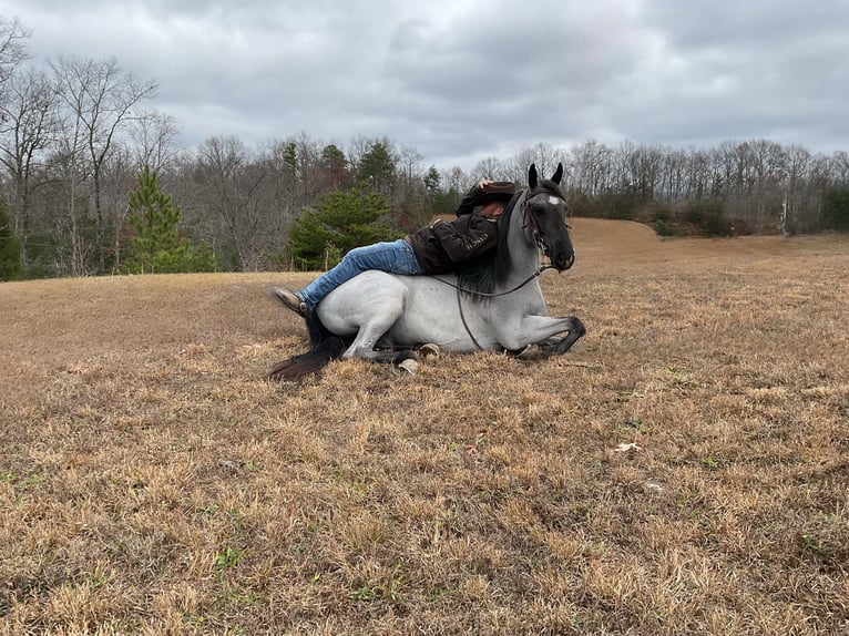 Tennessee walking horse Caballo castrado 8 años 147 cm Ruano azulado in Whitley City KY