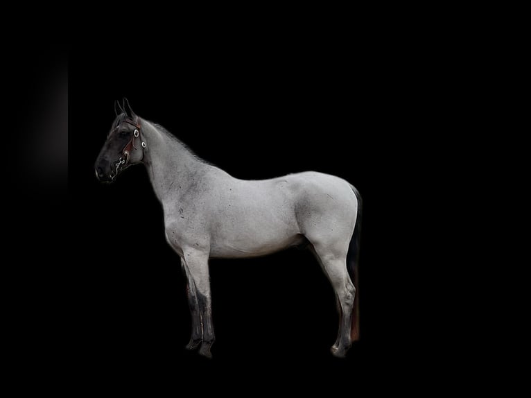 Tennessee walking horse Caballo castrado 8 años 147 cm Ruano azulado in Whitley City KY
