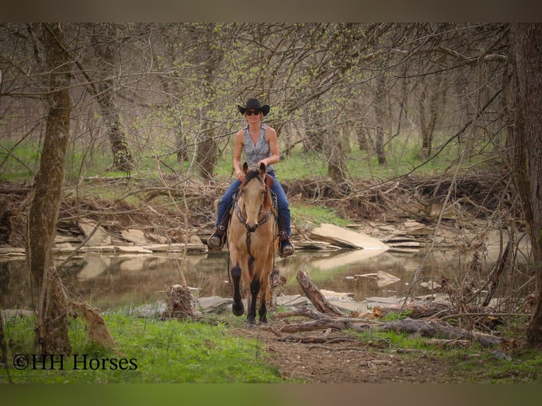 Tennessee walking horse Caballo castrado 8 años 152 cm Buckskin/Bayo in Flemingsburg KY