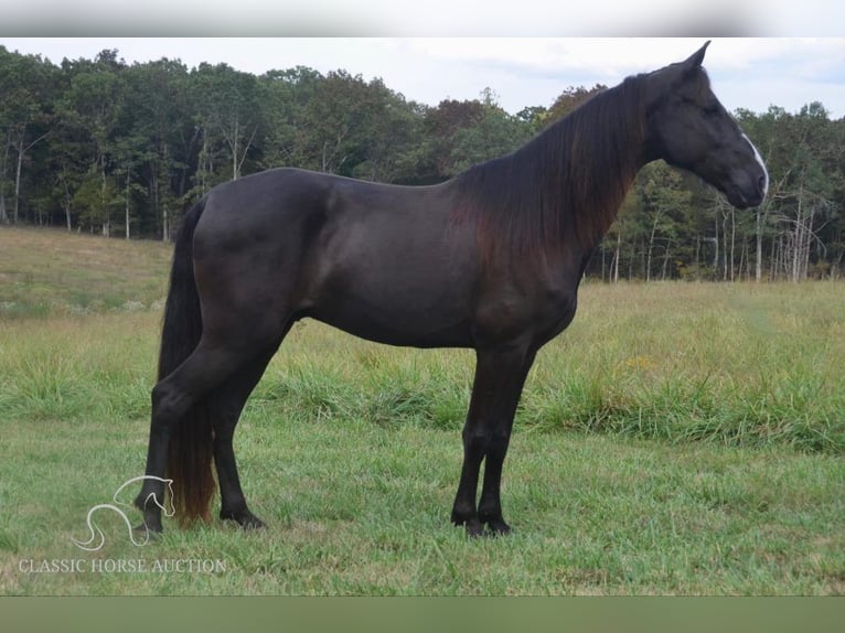 Tennessee walking horse Caballo castrado 8 años 152 cm Negro in Park Hills, MO