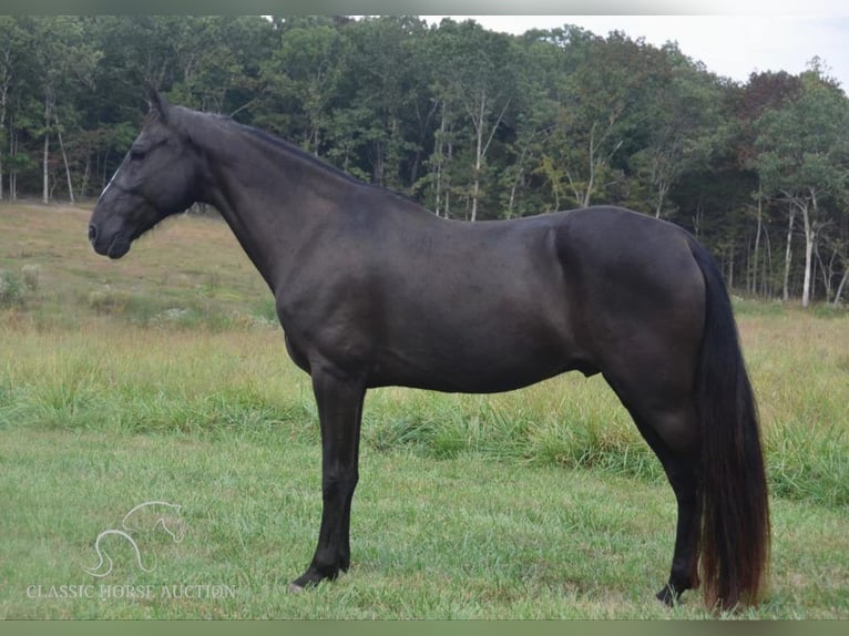 Tennessee walking horse Caballo castrado 8 años 152 cm Negro in Park Hills, MO