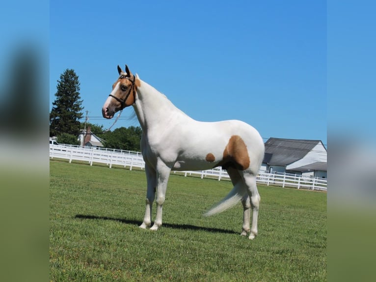 Tennessee walking horse Caballo castrado 8 años 152 cm Palomino in Lewisburg, tn