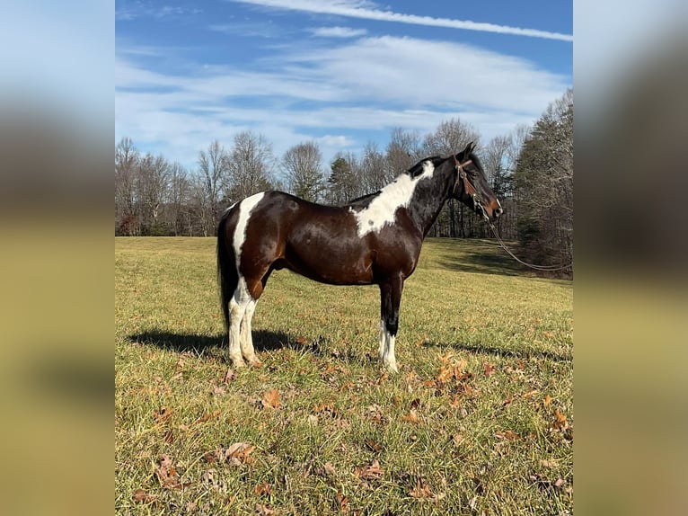 Tennessee walking horse Caballo castrado 8 años 152 cm Tobiano-todas las-capas in Whitley City KY