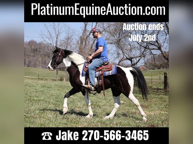 Tennessee walking horse Caballo castrado 8 años 152 cm Tobiano-todas las-capas in Jamestown KY