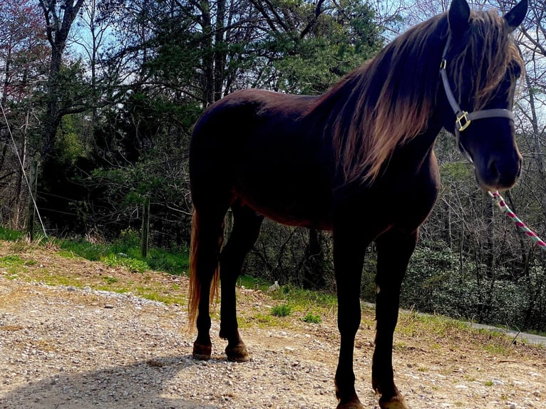 Tennessee walking horse Caballo castrado 8 años 155 cm Castaño in Whitley City KY
