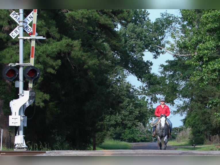 Tennessee walking horse Caballo castrado 8 años 157 cm Tordo in Carthage TX