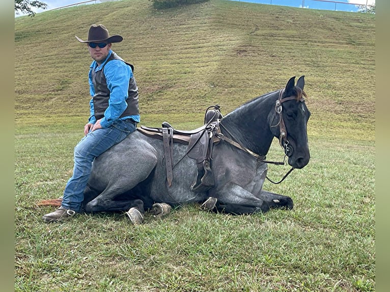 Tennessee walking horse Caballo castrado 8 años 160 cm Ruano azulado in Whitley City, KY