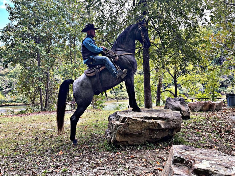 Tennessee walking horse Caballo castrado 8 años 160 cm Ruano azulado in Whitley City, KY