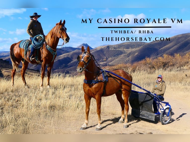 Tennessee walking horse Caballo castrado 8 años 163 cm Alazán rojizo in Fort Collins, CO