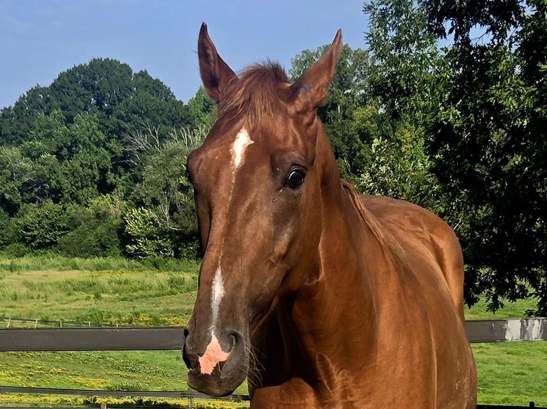 Tennessee walking horse Caballo castrado 8 años 163 cm Alazán-tostado in LANCASTER, SC