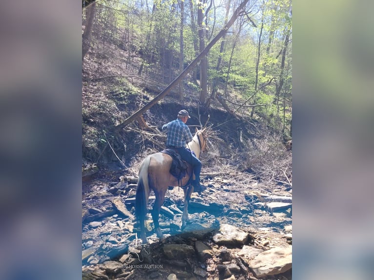 Tennessee walking horse Caballo castrado 8 años 163 cm Buckskin/Bayo in Lewisburg, TN