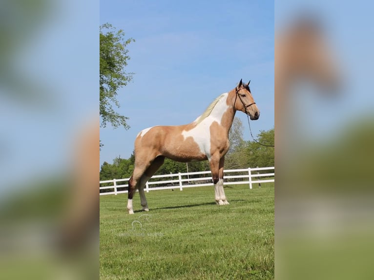 Tennessee walking horse Caballo castrado 8 años 163 cm Buckskin/Bayo in Lewisburg, TN