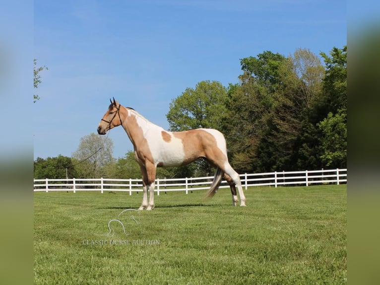 Tennessee walking horse Caballo castrado 8 años 163 cm Buckskin/Bayo in Lewisburg, TN