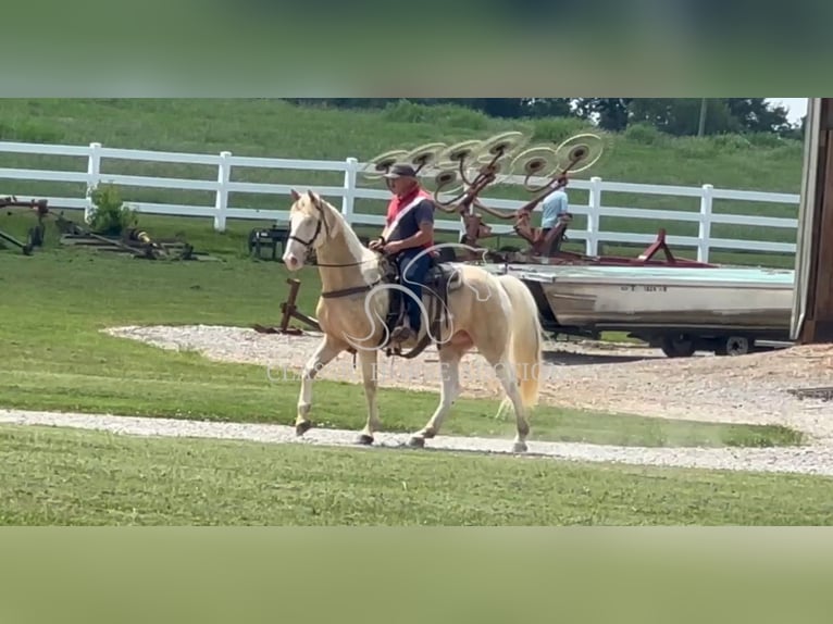 Tennessee walking horse Caballo castrado 8 años 163 cm Palomino in Lewisburg, TN
