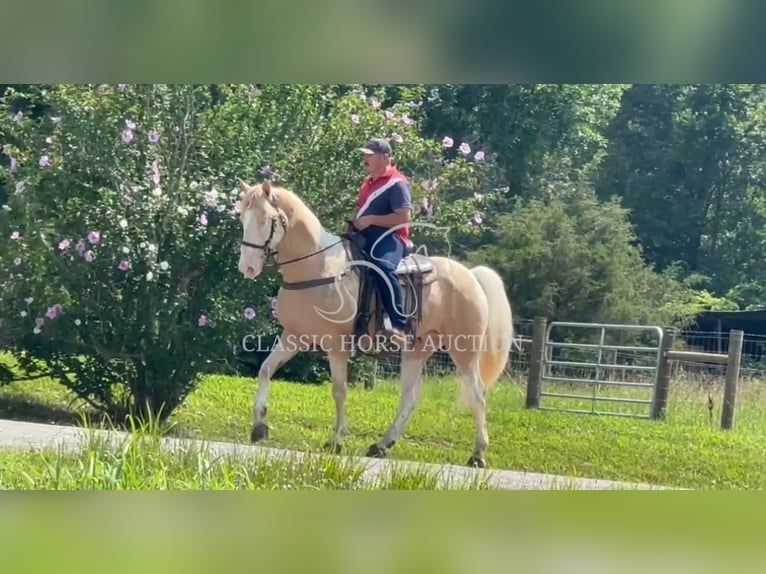 Tennessee walking horse Caballo castrado 8 años 163 cm Palomino in Lewisburg, TN