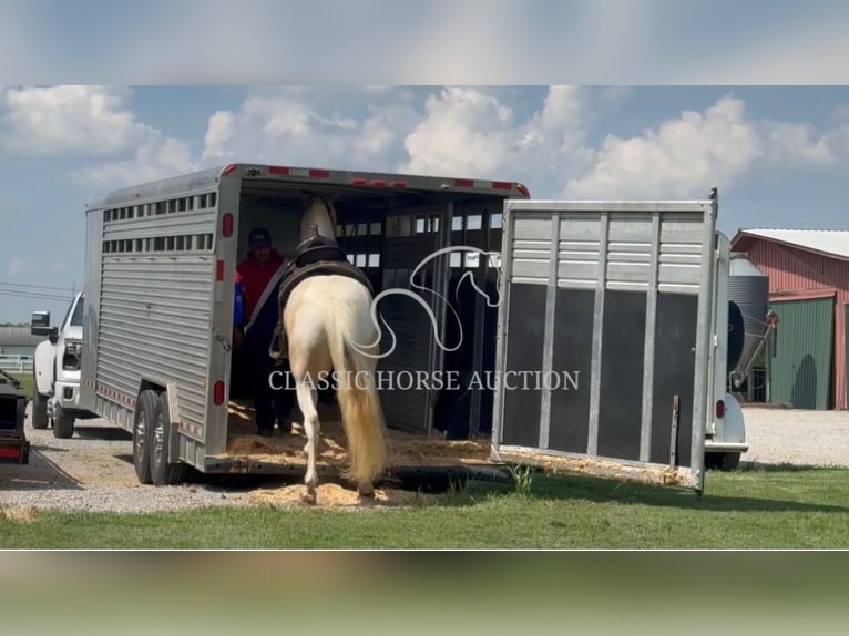 Tennessee walking horse Caballo castrado 8 años 163 cm Palomino in Lewisburg, TN