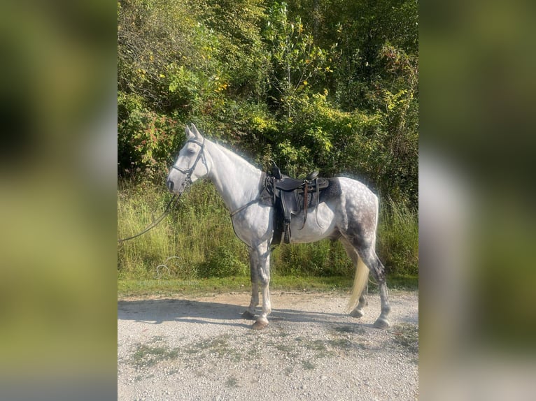 Tennessee walking horse Caballo castrado 8 años 163 cm Tordo in Campton, KY