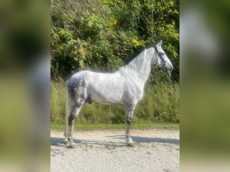 Tennessee walking horse Caballo castrado 8 años 163 cm Tordo in Campton, KY