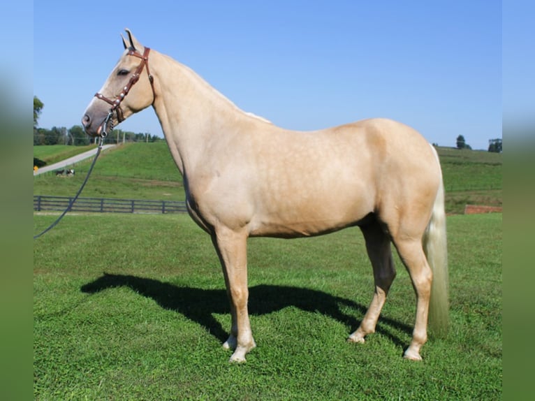 Tennessee walking horse Caballo castrado 8 años Palomino in Whitley City KY