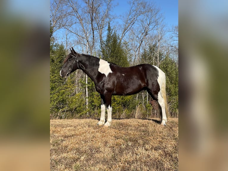 Tennessee walking horse Caballo castrado 8 años Tobiano-todas las-capas in Whitley City KY