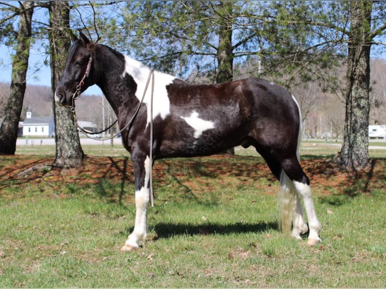 Tennessee walking horse Caballo castrado 8 años Tobiano-todas las-capas in Mount Vernon KY