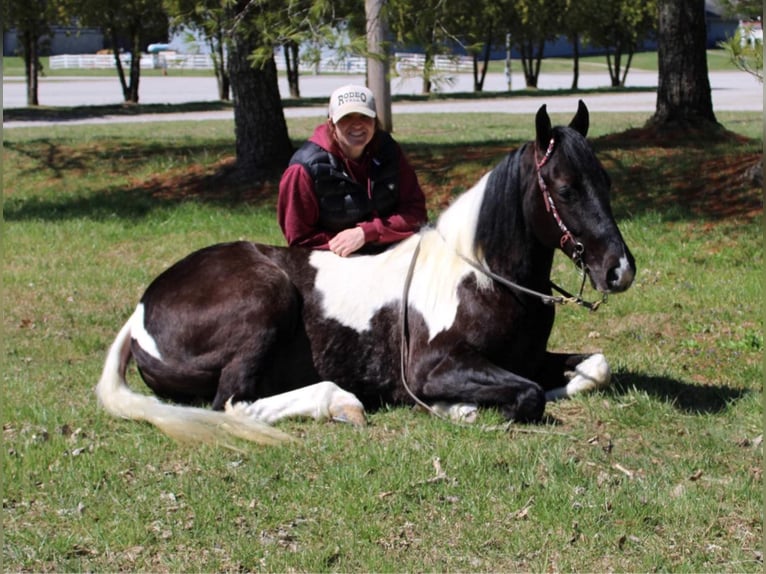 Tennessee walking horse Caballo castrado 8 años Tobiano-todas las-capas in Mount Vernon KY