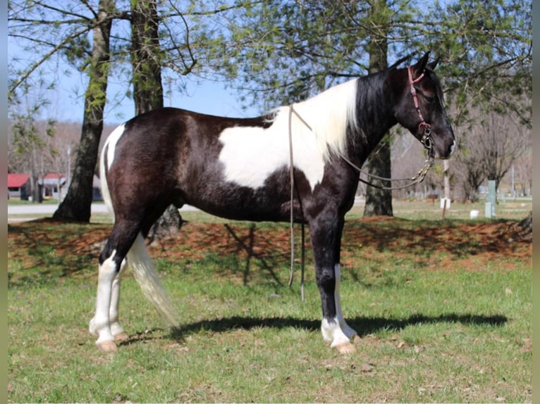 Tennessee walking horse Caballo castrado 8 años Tobiano-todas las-capas in Mount Vernon KY