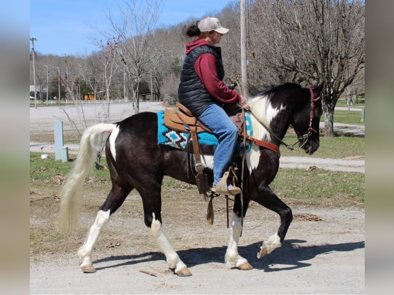 Tennessee walking horse Caballo castrado 8 años Tobiano-todas las-capas in Mount Vernon KY