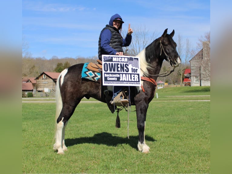 Tennessee walking horse Caballo castrado 8 años Tobiano-todas las-capas in Mount Vernon KY