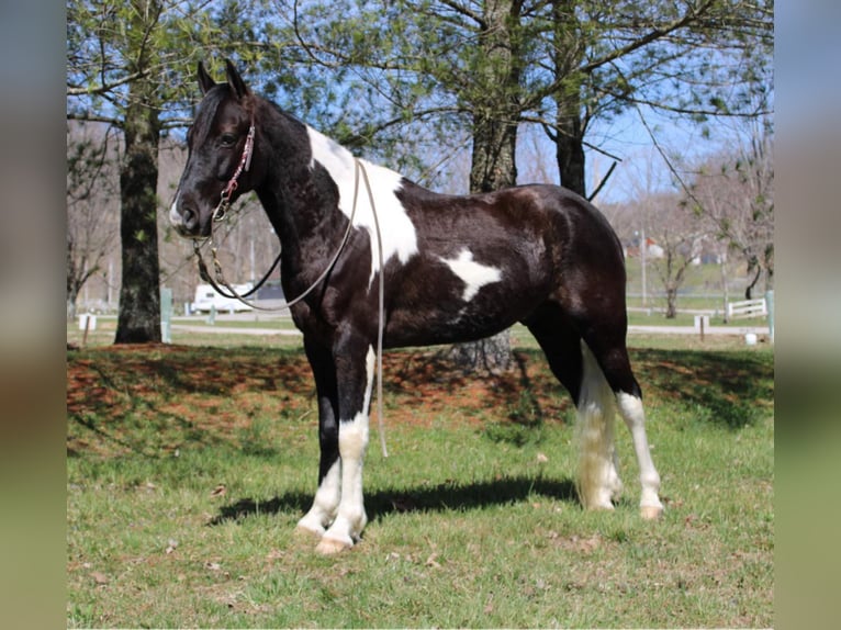 Tennessee walking horse Caballo castrado 8 años Tobiano-todas las-capas in Mount Vernon KY