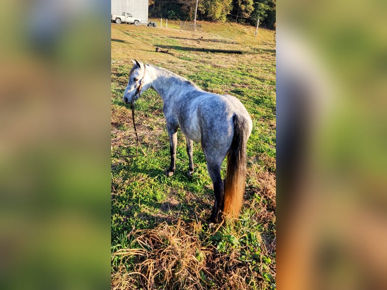 Tennessee walking horse Caballo castrado 8 años Tordo in West Liberty KY