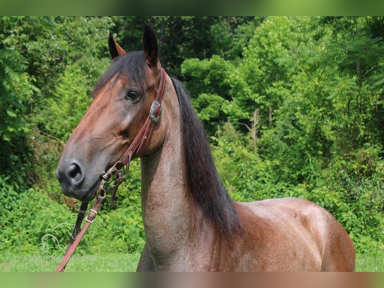 Tennessee walking horse Caballo castrado 9 años 142 cm Castaño-ruano in Rockholds, KY