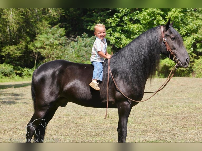 Tennessee walking horse Caballo castrado 9 años 142 cm Negro in Whitley City, KY