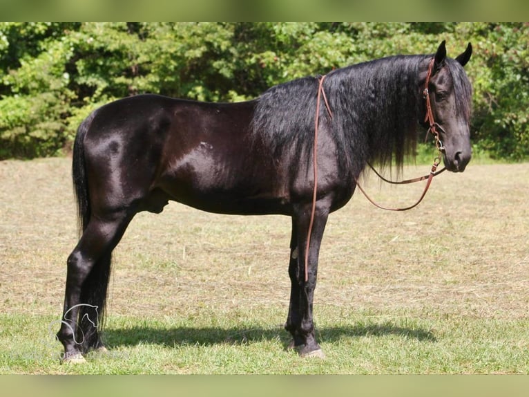 Tennessee walking horse Caballo castrado 9 años 142 cm Negro in Whitley City, KY