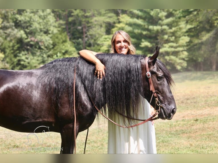 Tennessee walking horse Caballo castrado 9 años 142 cm Negro in Whitley City, KY