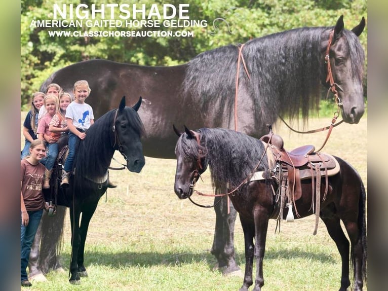 Tennessee walking horse Caballo castrado 9 años 142 cm Negro in Whitley City, KY