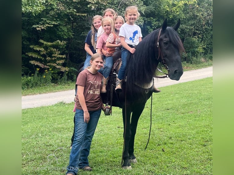 Tennessee walking horse Caballo castrado 9 años 142 cm Negro in Whitley City, KY