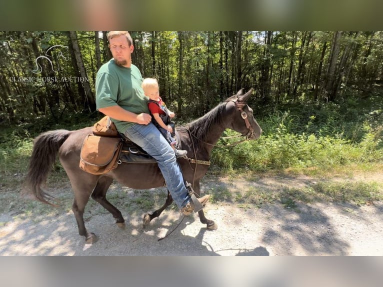 Tennessee walking horse Caballo castrado 9 años 142 cm Negro in Rockholds, KY