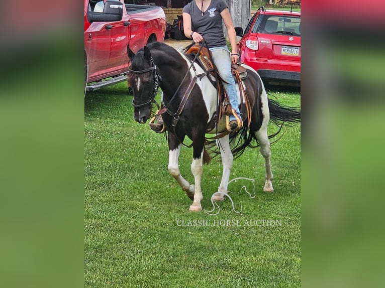 Tennessee walking horse Caballo castrado 9 años 142 cm Tobiano-todas las-capas in Tionesta, PA