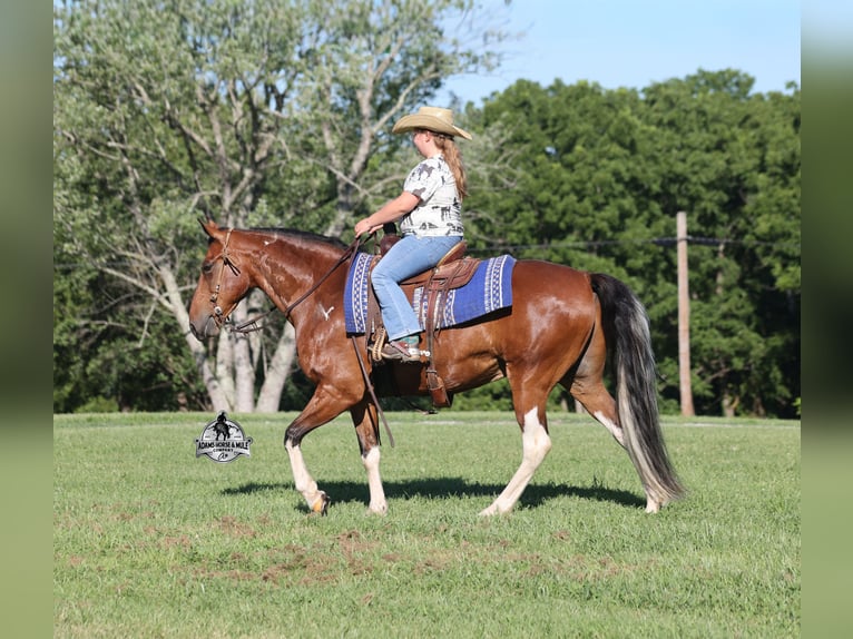 Tennessee walking horse Caballo castrado 9 años 143 cm Tobiano-todas las-capas in Mount Vernon