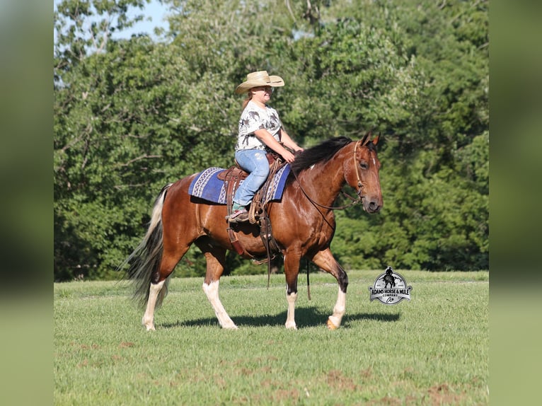 Tennessee walking horse Caballo castrado 9 años 143 cm Tobiano-todas las-capas in Mount Vernon