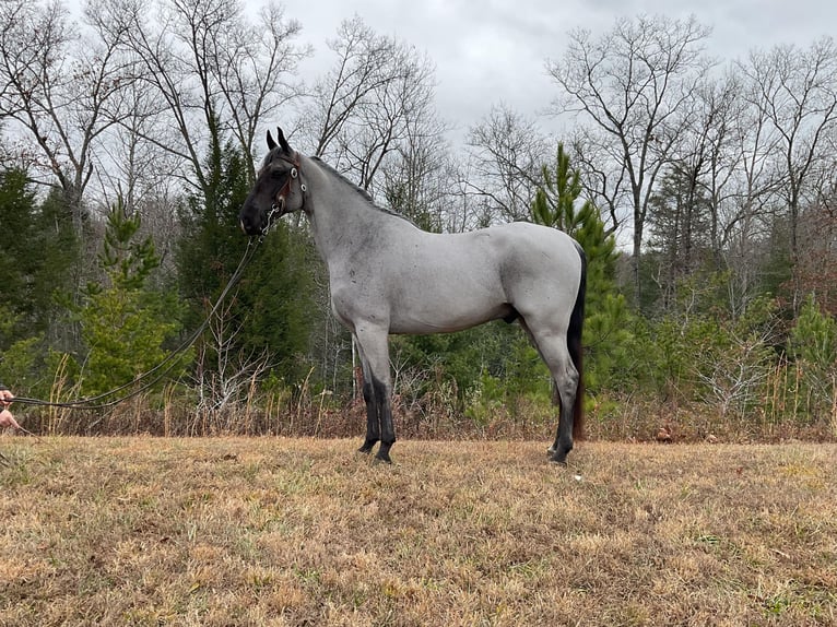 Tennessee walking horse Caballo castrado 9 años 147 cm in Whitley City KY