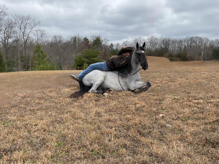 Tennessee walking horse Caballo castrado 9 años 147 cm in Whitley City KY