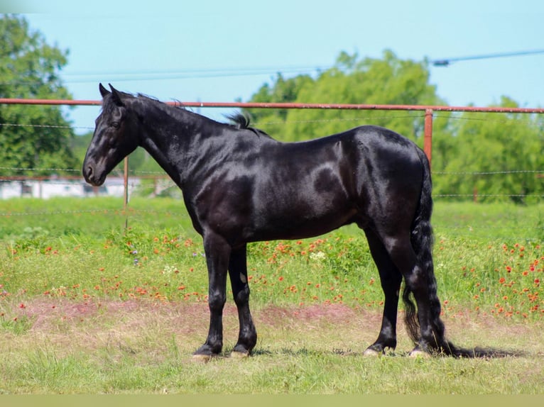 Tennessee walking horse Caballo castrado 9 años 150 cm Negro in Stephenville TX