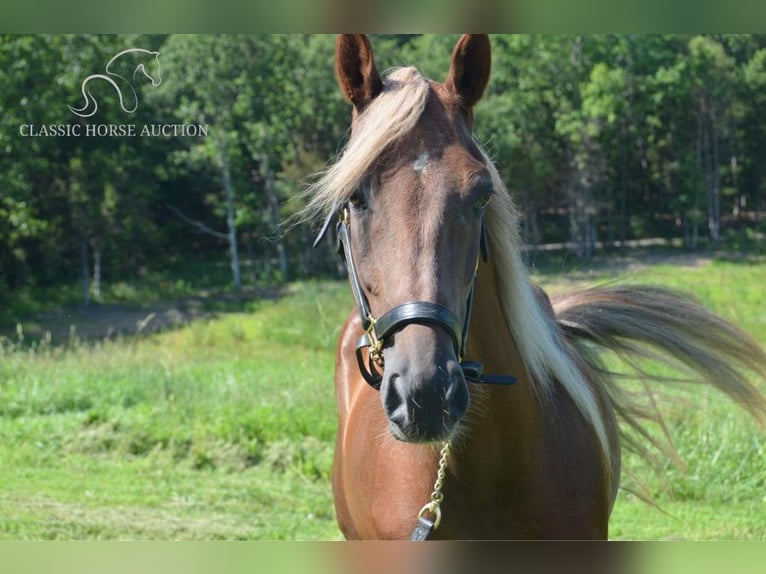 Tennessee walking horse Caballo castrado 9 años 152 cm Alazán-tostado in Park Hills,MO