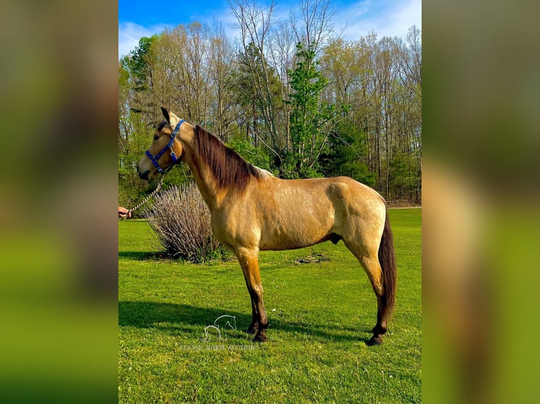 Tennessee walking horse Caballo castrado 9 años 152 cm Buckskin/Bayo in Tyner, KY