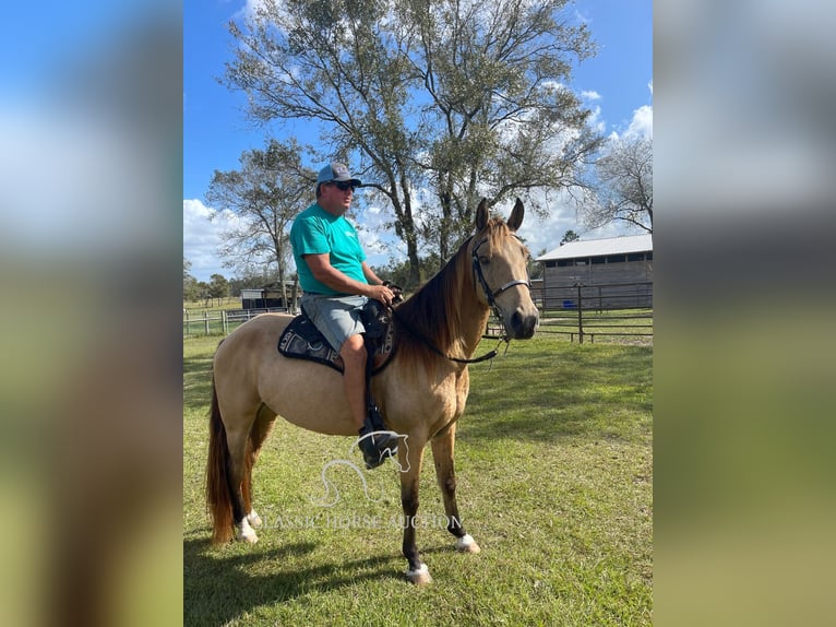 Tennessee walking horse Caballo castrado 9 años 152 cm Buckskin/Bayo in Morriston, FL