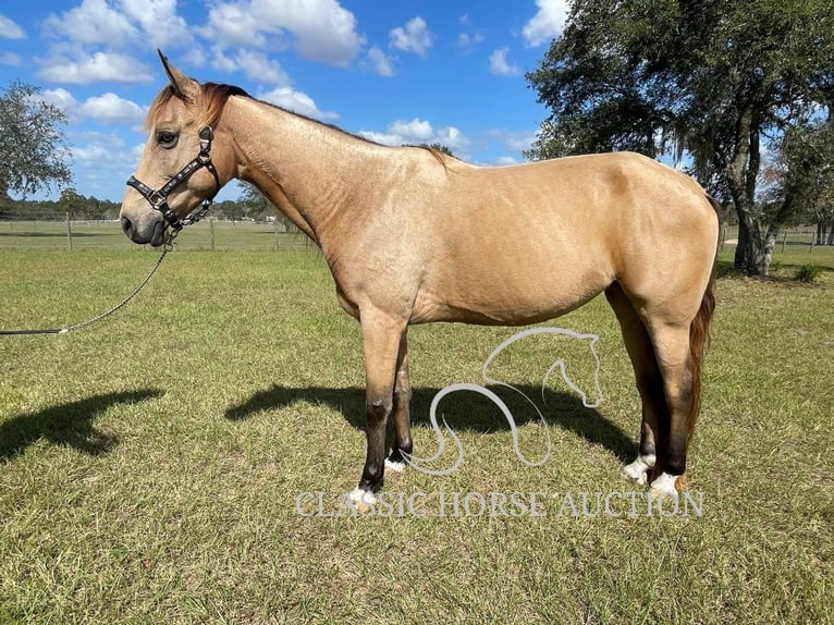 Tennessee walking horse Caballo castrado 9 años 152 cm Buckskin/Bayo in Morriston, FL