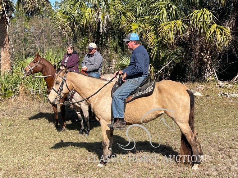 Tennessee walking horse Caballo castrado 9 años 152 cm Buckskin/Bayo in Morriston, FL